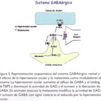 Figura 5. Representación esquemática del sistema GABAérgico retinal y el efecto de la hipertensión ocular y la melatonina como moduladores del sistema. La hipertensión ocular aumentó el influjo de GABA y el binding de TBPS y disminuyó la actividad de GAD y el turnover y la liberación de GABA. En animales intactos la melatonina modificó la actividad de GAD y el turnover de GABA con signo contrario al inducido por la hipertensión<br />
ocular.