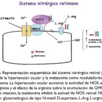 Figura 6. Representación esquemática del sistema nitrérgico retinal y el efecto de la hipertensión ocular y la melatonina como moduladores de este sistema. La hipertensión ocular aumentó la actividad de NOS, el influjo de L-arginina y el efecto de la arginina sobre la acumulación de GMPc. En animales intactos, la melatonina inhibió la activad de NOS retinal. NMDA:<br />
receptor glutamatérgico de tipo N-metil D-aspartato, L-Arg: L-arginina.