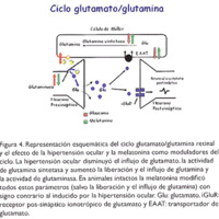 Figura 4. Representación esquemática del ciclo glutamato/glutamina retinal y el efecto de la hipertensión ocular y la melatonina como moduladores del ciclo. La hipertensión ocular disminuyó el influjo de glutamato, la actividad de glutamina sintetasa y aumentó la liberación y el influjo de glutamina y la actividad de glutaminasa. En animales intactos la melatonina modificó todos estos parámetros (salvo la liberación y el influjo de glutamina) con signo contrario al inducido por la hipertensión ocular. Glu: glutamato, iGluR: receptor pos-sináptico ionotrópico de glutamato y EAAT: transportador de glutamato.